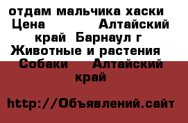 отдам мальчика хаски › Цена ­ 3 000 - Алтайский край, Барнаул г. Животные и растения » Собаки   . Алтайский край